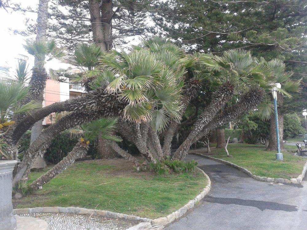 Hotel Duarte Bordighera Bagian luar foto